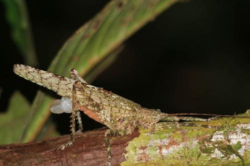 Acanthodis aquilina